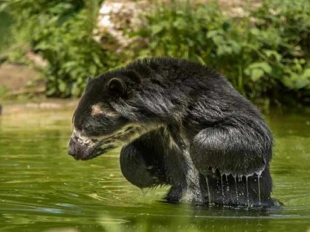 149 BIO PARC DE DOUE LA FONTAINE 5- 2016_000015.jpg